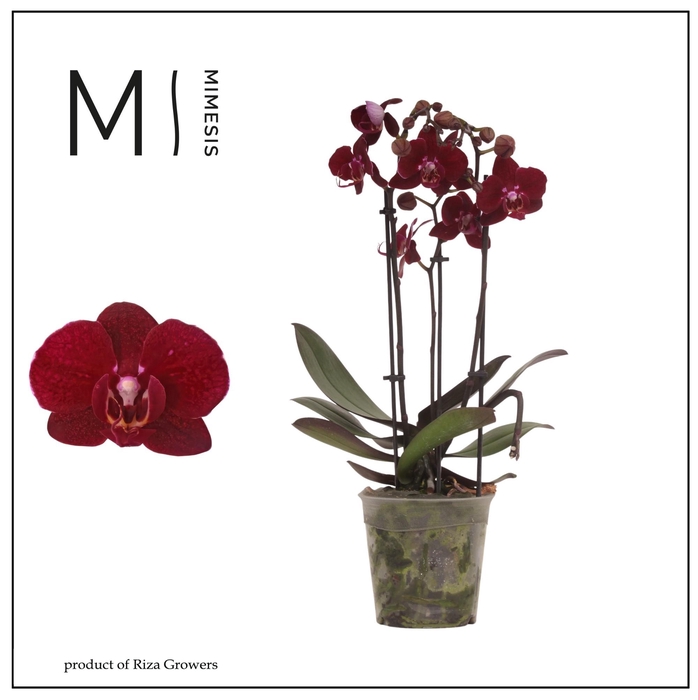 <h4>Phalaenopsis Cartagena 3 spike - 12cm | Mimesis</h4>