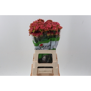 Di St Tinted Hortensia