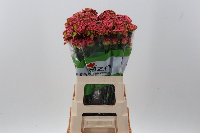 Di St Tinted Hortensia
