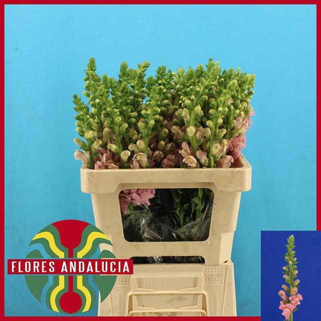 <h4>ANTIR POTO PINK</h4>