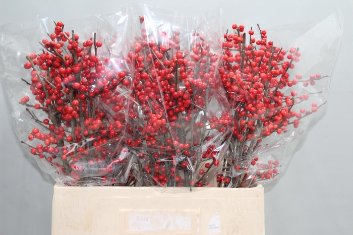 <h4>ILEX VE RODE BES</h4>