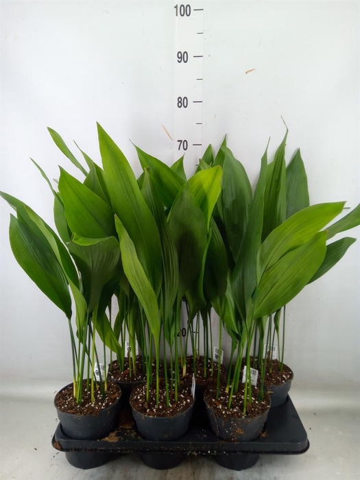 <h4>Aspidistra elat.</h4>