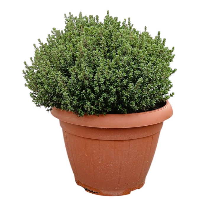 <h4>Thymus Faustini</h4>