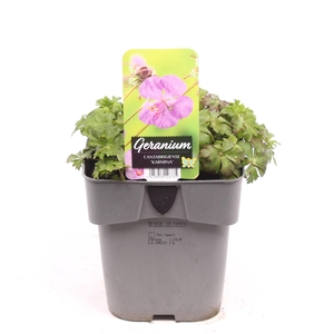 Geranium cantabrigiense 'Karmina'