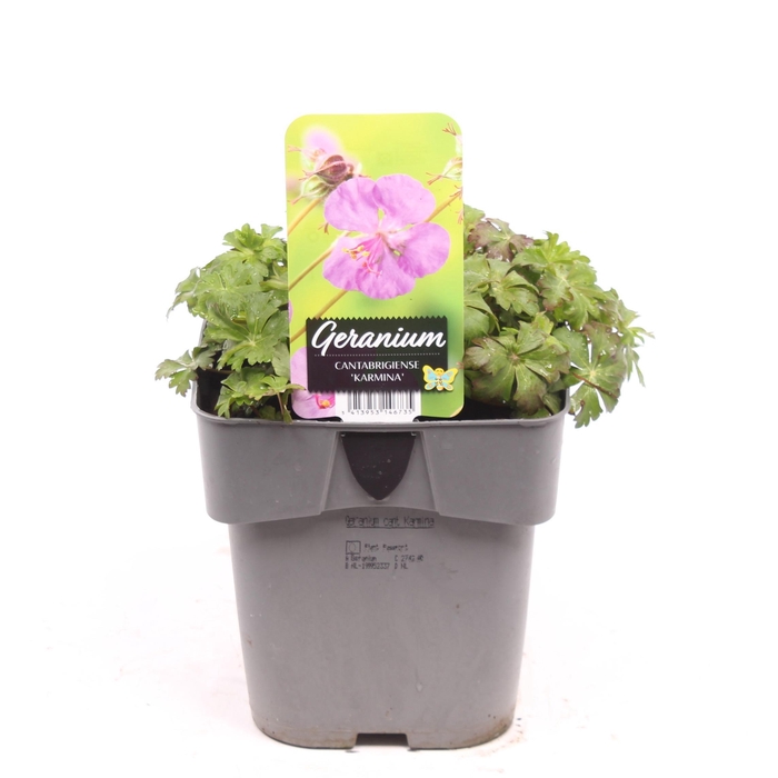 <h4>Geranium cantabrigiense 'Karmina'</h4>