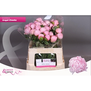 Paeonia Angel Cheeks