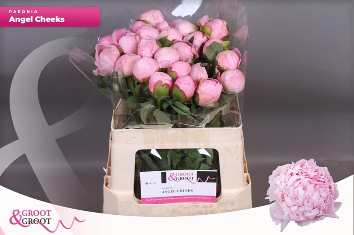 <h4>Paeonia Angel Cheeks</h4>
