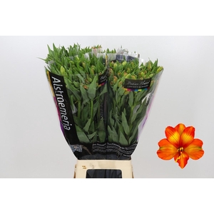 Alstroemeria Orange Princess