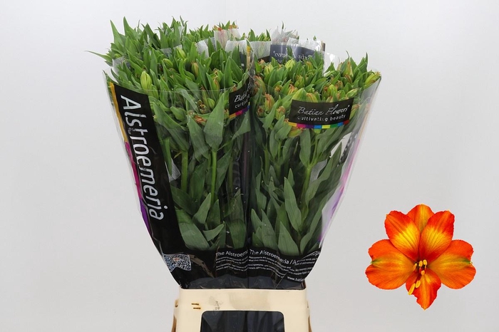 <h4>Alstroemeria Orange Princess</h4>