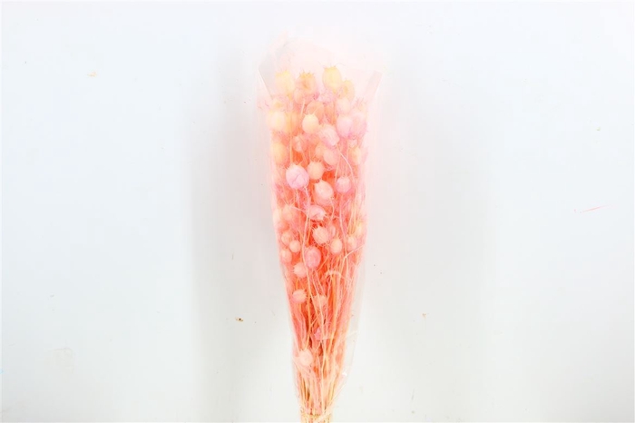 <h4>Pres Nigella Light Pink Bunch</h4>