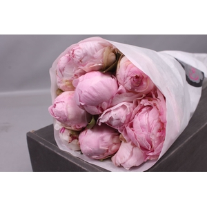 Paeonia Nancy Nora | Heavy Quality