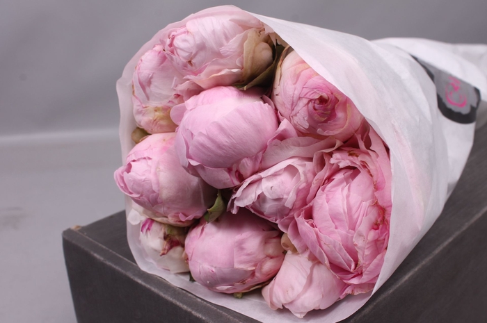 <h4>Paeonia Nancy Nora | Heavy Quality</h4>