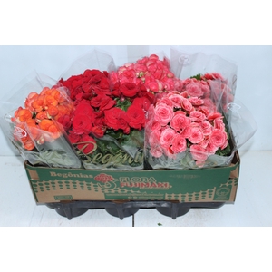 BEGONIA P15