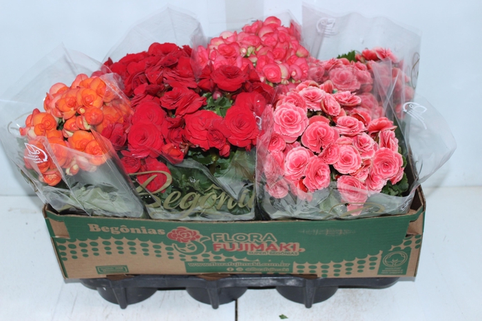 <h4>BEGONIA P15</h4>