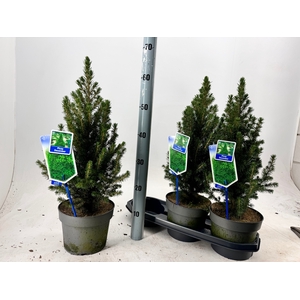 PICEA GL CONICA