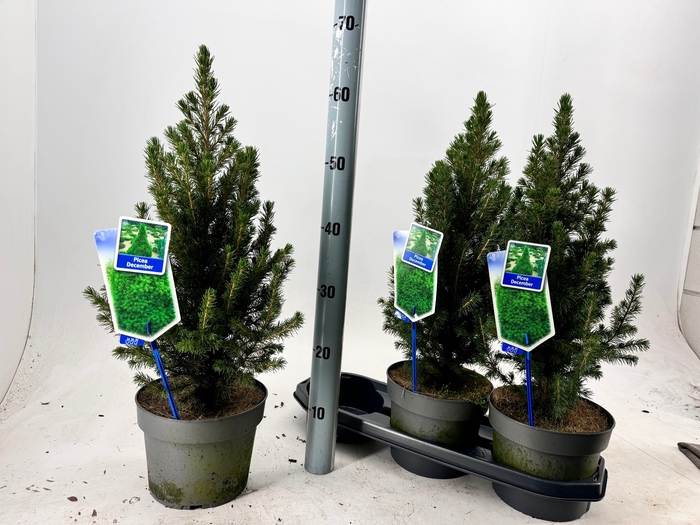 <h4>PICEA GL CONICA</h4>