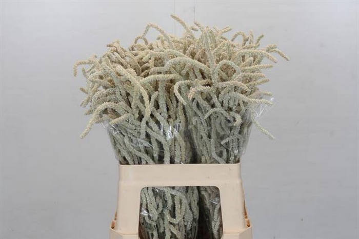 <h4>Amaranthus Yearming Desert Cohen</h4>