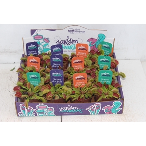 CARNIVORA DIONAEA FLEXX P09