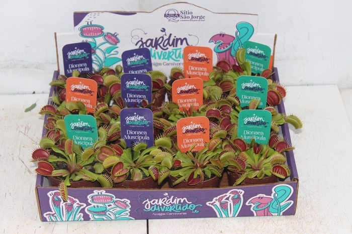 <h4>CARNIVORA DIONAEA FLEXX P09</h4>