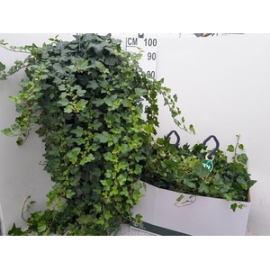 Hedera helix Wonder 23Ø 40cm 100cm