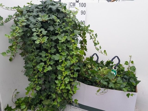 Hedera helix Wonder 23Ø 40cm 100cm