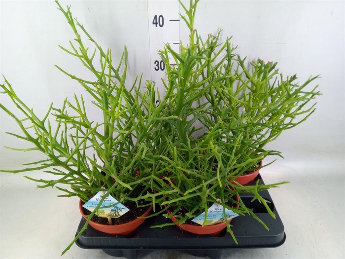 <h4>Euphorbia   ...</h4>