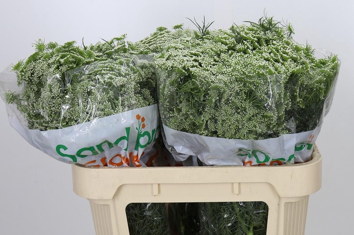<h4>Ammi Visnaga</h4>