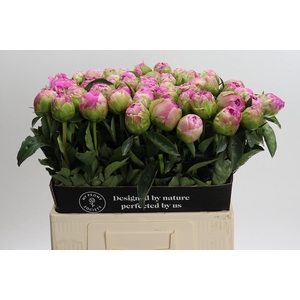 Paeonia Jacorma