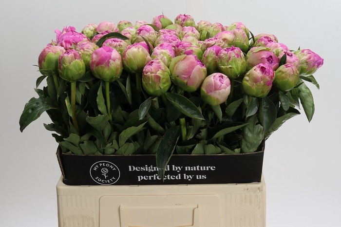<h4>Paeonia Jacorma</h4>