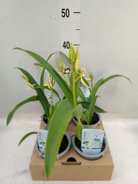 <h4>Orchideeen   ...</h4>