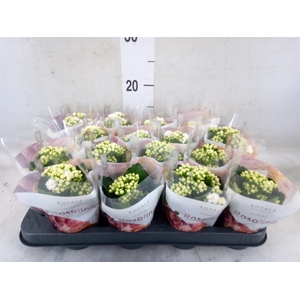 Kalanchoe blos. 'RosDon Dione'