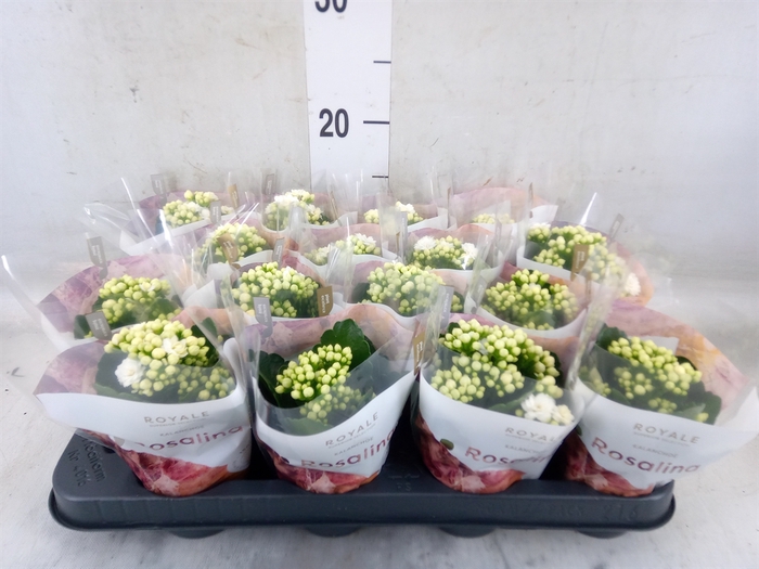 <h4>Kalanchoe blos. 'RosDon Dione'</h4>