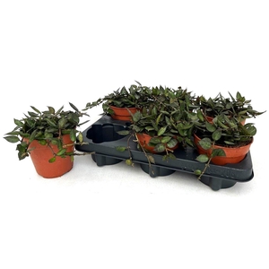 HOYA KR BLACK LEAVES