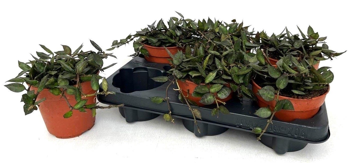 <h4>HOYA KR BLACK LEAVES</h4>