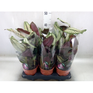 Calathea majestica 'Whitestar'