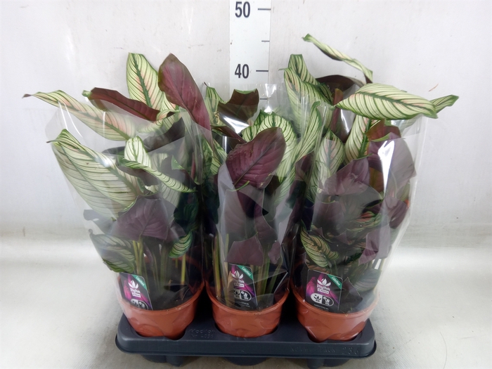 <h4>Calathea majestica 'Whitestar'</h4>