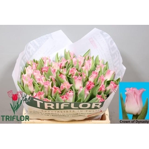 TU CO CROWN  DYNASTY