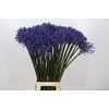 Agapanthus Dr Brouwer