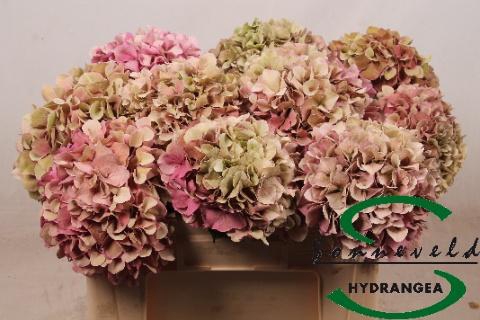 <h4>HYDR M GLOW ALPS CL</h4>