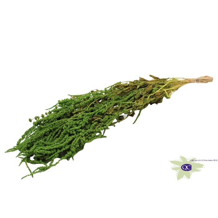 <h4>Hang Amaranthus ±70cm p/bunch Light Green</h4>