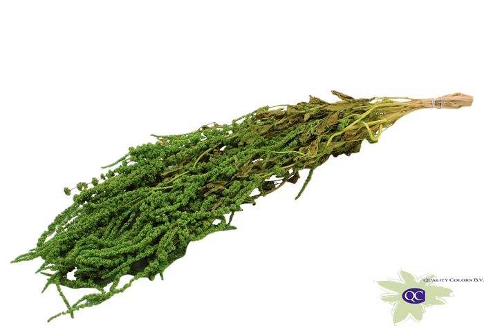 <h4>Hang Amaranthus ±70cm p/bunch Light Green</h4>