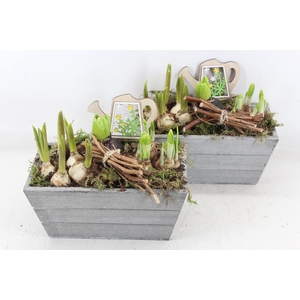 arr4 Bollenmix JS - Hout rechth. grijs x4