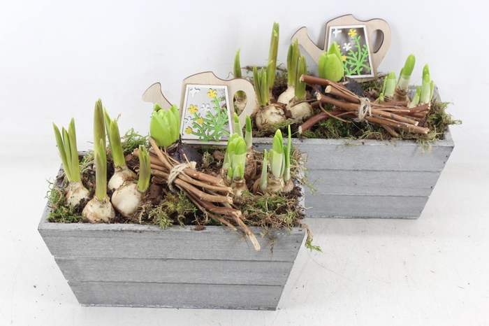 <h4>arr4 Bollenmix JS - Hout rechth. grijs x4</h4>