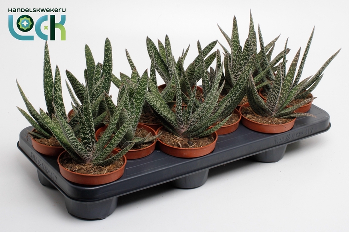 <h4>Gasteria Carinata 'Big Ben</h4>