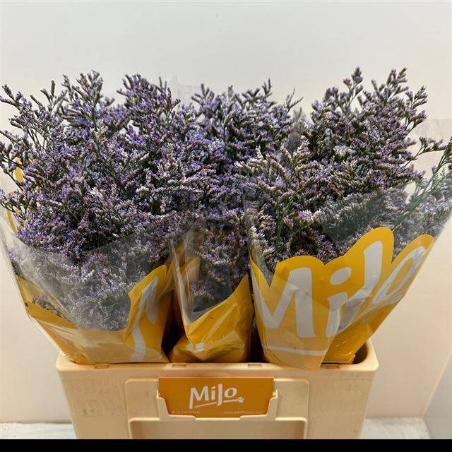 <h4>LIM OV SKYLIGHT</h4>