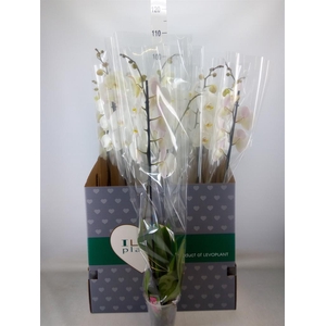 Phalaenopsis   ...white
