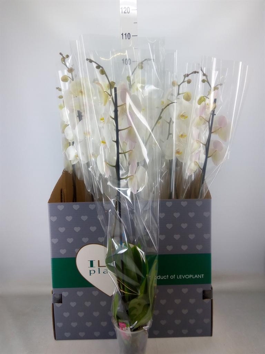 <h4>Phalaenopsis   ...white</h4>