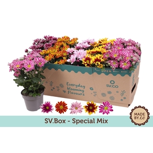 Chrysanthemum  Indicum Mix sv.box