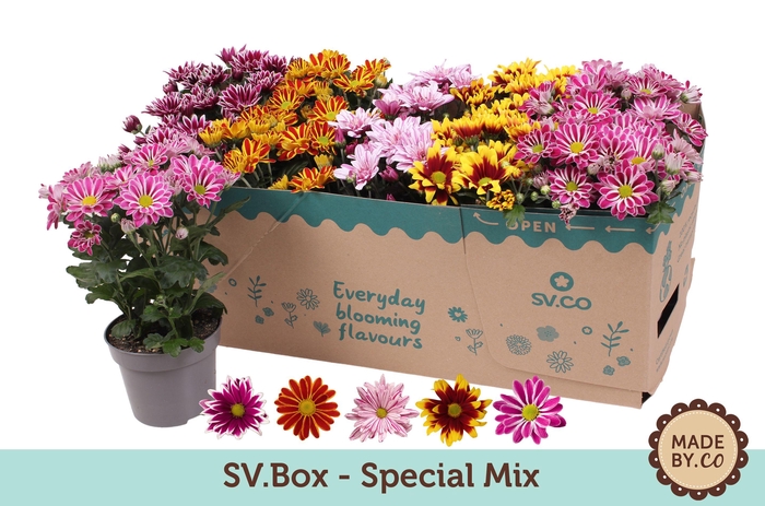 <h4>Chrysanthemum  Indicum Mix sv.box</h4>