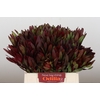 Leucadendron Saf Sunset Dark R.